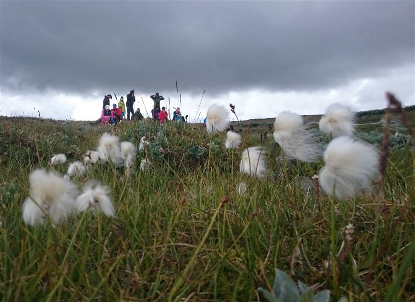Bog vegetation with cottongrass in the foreground and a hiking group on a mountain plateau under a cloudy sky.