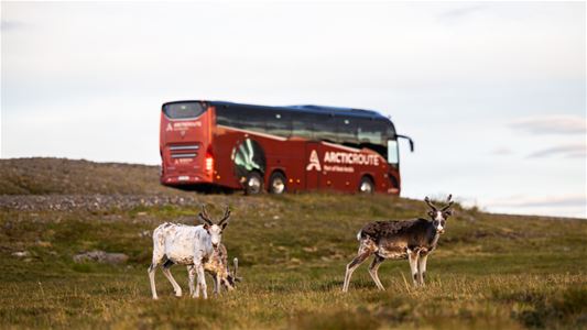 Red Arctic Route bus driving along a road while reindeer look towards the camera and graze