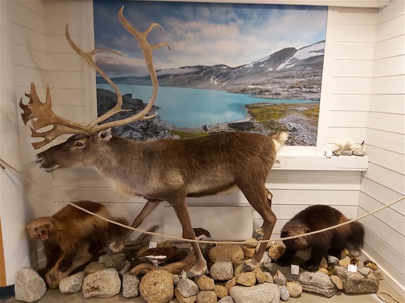 Utstoppa reinsdyr med store gevir på steinar i ein utstillingsmontre, med fjell- og innsjøbilete i bakgrunnen..