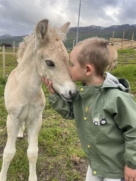 A child in a green raincoat gently holds the muzzle of a light-colored foal in a grassy field with mountains..