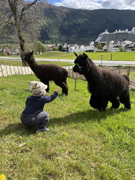 A child crouches in grass reaching toward two dark alpacas, with mountains, houses, and a cruise ship behind..