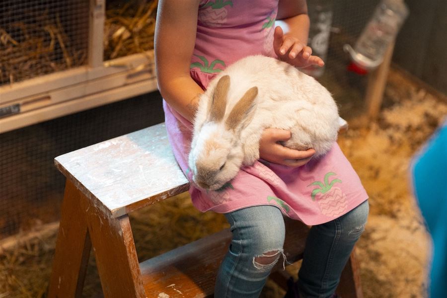 A child in a pink dress sits on a wooden bench while gently holding a white rabbit inside a barn-like enclosure..