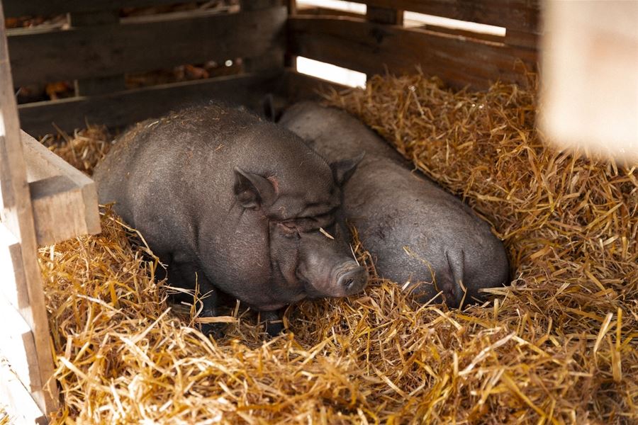 Two dark pigs lie resting on straw bedding inside a wooden pen, lit by warm sunlight from the side..