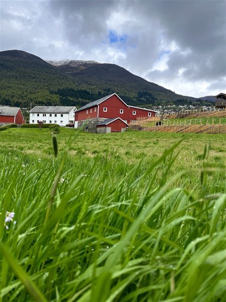 Low-angle view across tall grass toward red farm buildings and a white house beneath forested mountains and clouds..