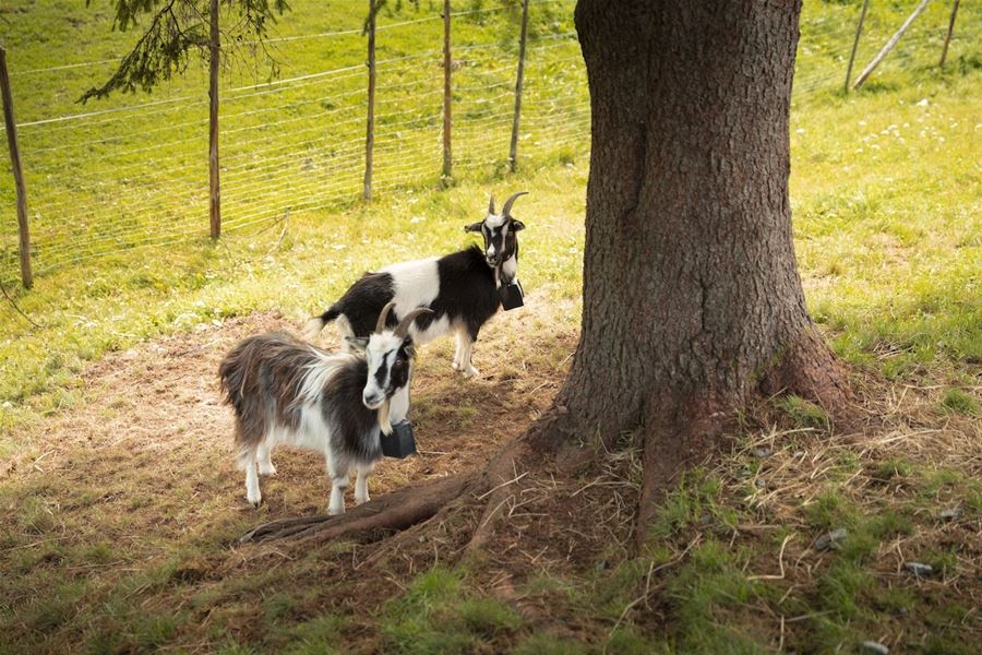 Two goats wearing bells stand in a grassy pasture near a large tree, with a wire fence in the background..