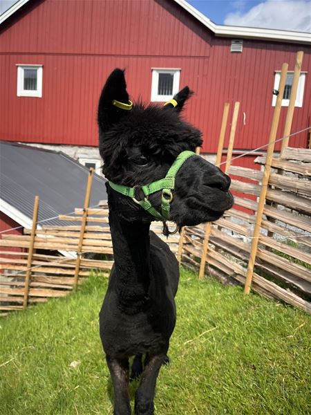 Close-up of a black alpaca wearing a green halter, standing on grass beside a wooden fence and red barn..