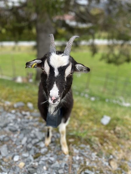 Close-up of a black-and-white horned goat standing on rocky ground with a blurred grassy farm background..
