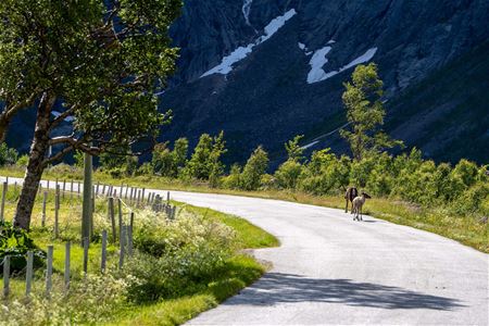wo reindeer running along the road