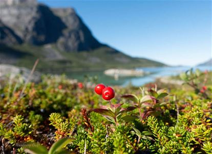 Lingonberries with mountains and a fjord in the background