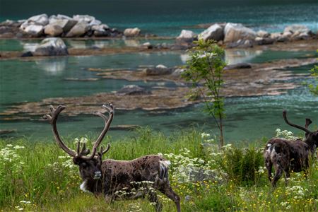 Two reindeer by the shore