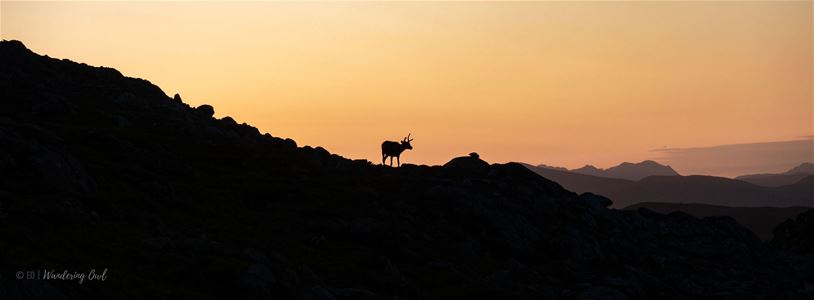 En rein som står med midnattssola i bakgrunnen