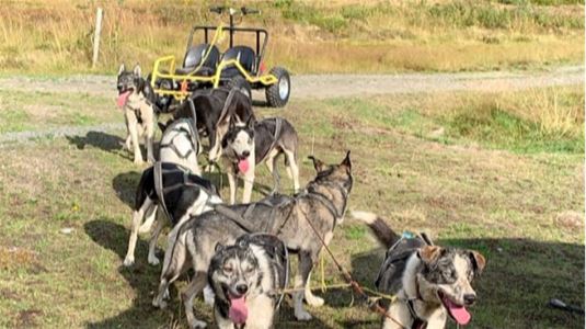 A wagon with huskies