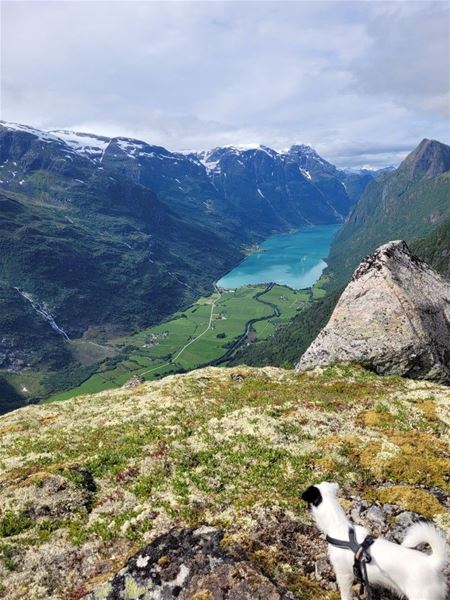Small dog in a harness on a rocky ledge overlooking a turquoise fjord, green valley fields, and snowy mountains in Oldedalen..