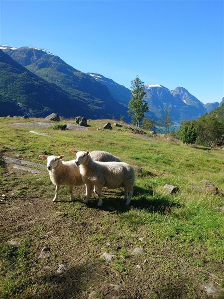 Two sheep stand on a grassy hillside with rocks and trees, with distant mountains and a clear blue sky in Oldedalen..