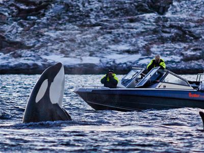 Orca saying hi to a rib boat