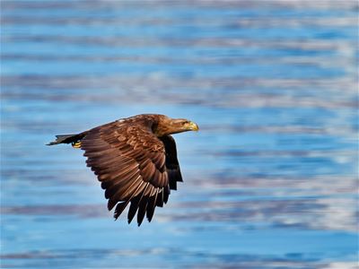 Ørn som flyr over vannet