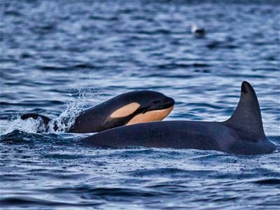 Orcas in the water surface