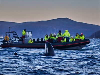 Guests on a rib boat and an orca