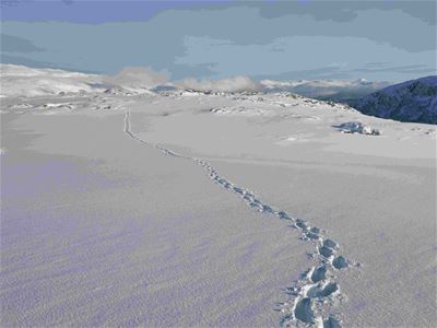 Tracks in the snow