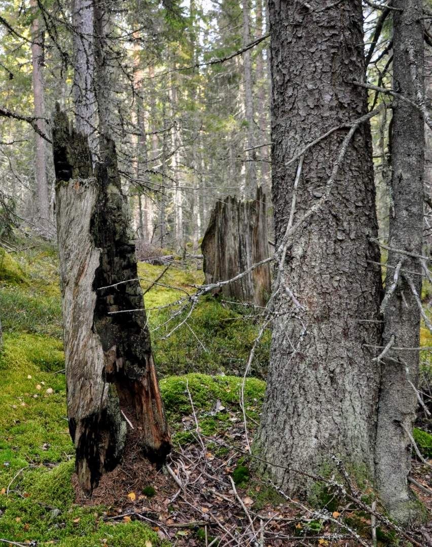 Utflykt till Nianfors – natur med höga värden