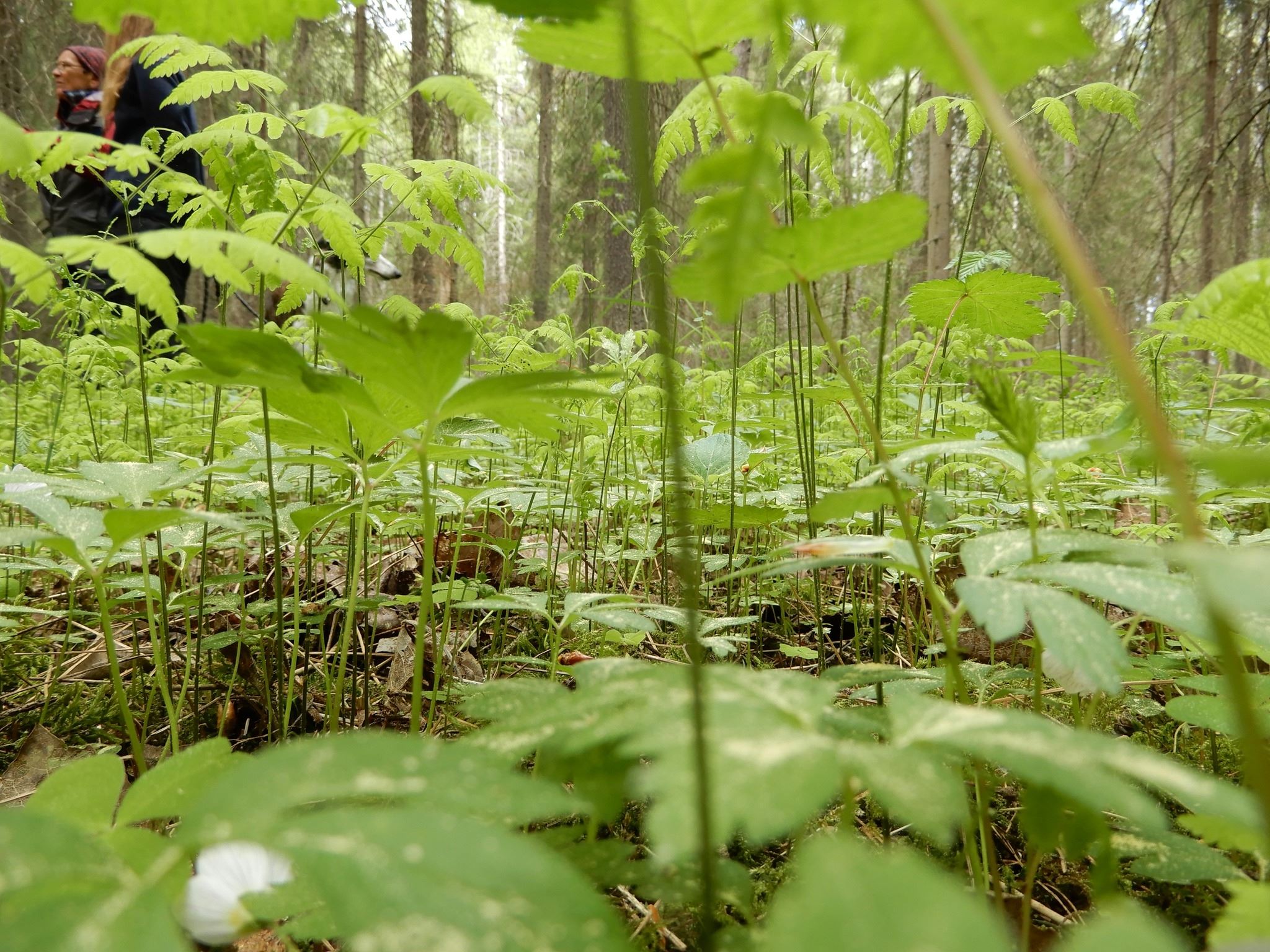 Utflykt till ett naturområde med höga naturvärden i Söderhamn