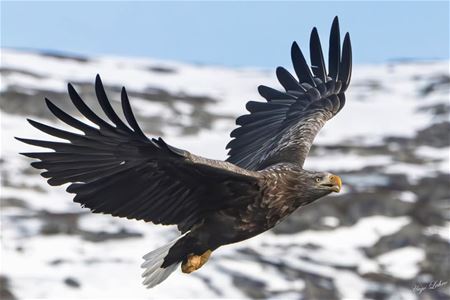 Eagle in flight