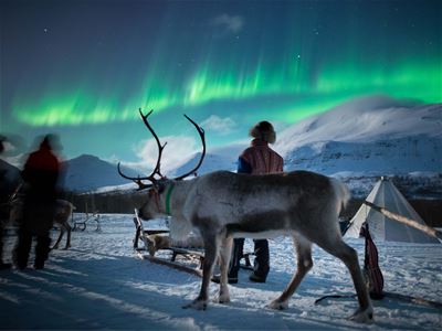 Reinsdyr og personer som ser på nordlyset