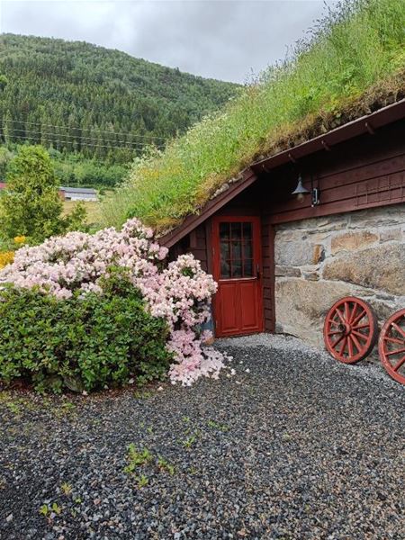 Orheimstunet i Nordfjord - Eit lite raudt hus med steinvegg og torvtak, rosa blomstrande busk framfor, og skogkledd fjell bak..