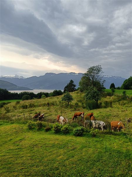 Orheimstunet i Nordfjord - Kyr beitar i ei grøn eng med tre og gjerde, med fjord og fjell i bakgrunnen under mørke skyer..