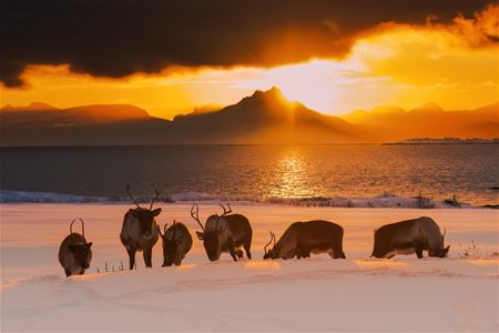 En gruppe reinsdyr som spiser, med vinterlandskap og solnedgang i bakgrunnen