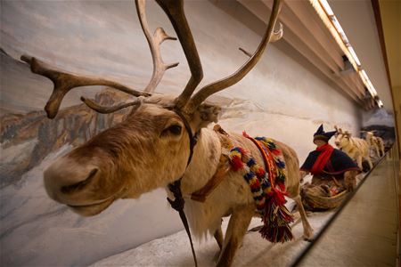 Utstilling på Norges arktiske universitetsmuseum