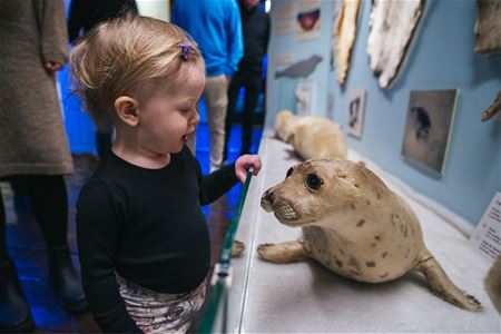A child looking at a stuffed seal