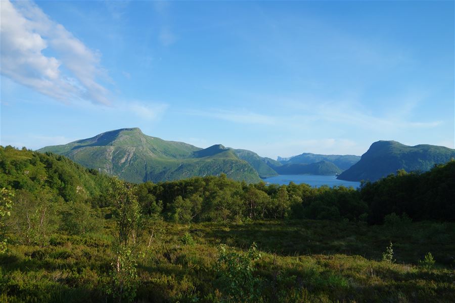 Wide view of green mountains and a blue fjord beyond a forested valley under a clear sky with light clouds..