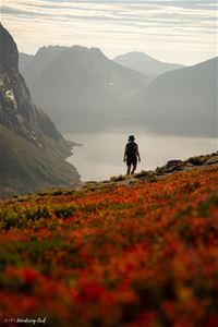 En person som ser utover fjord og fjell om sommeren