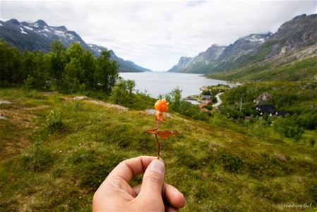 A person holding a cloudberry with a view over the fjord