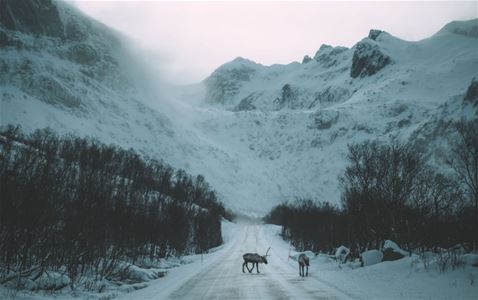 Some reindeer standing in the middle of the road with mountains in the background
