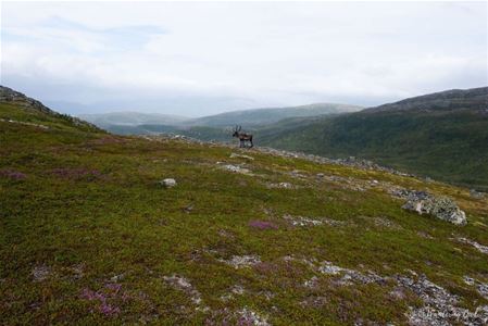A moose in an Arctic landscape