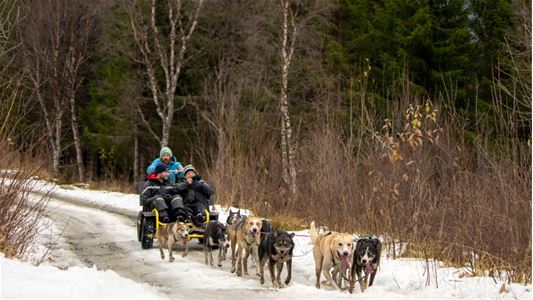 Several huskies pulling a cart with two guests and a guide, with an Arctic landscape in the background.