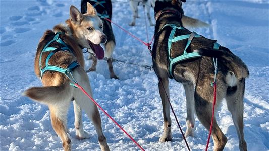 To huskyer som trekker en slede.