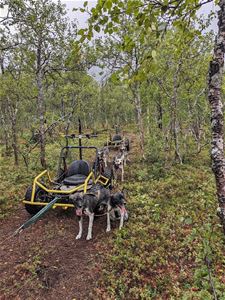 Flere sledevogner og hunder i skogen

Flere sledevogner som blir trukket av hunder

Gjester på sleder med starten på vinterlandskapet i bakgrunnen

En person som leker med to huskyer

En gjest på en Several sled carts and dogs in the forest