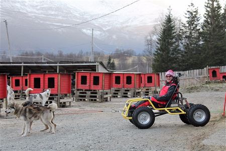 A guest on a wheeled sled while the dogs are getting ready for the activity