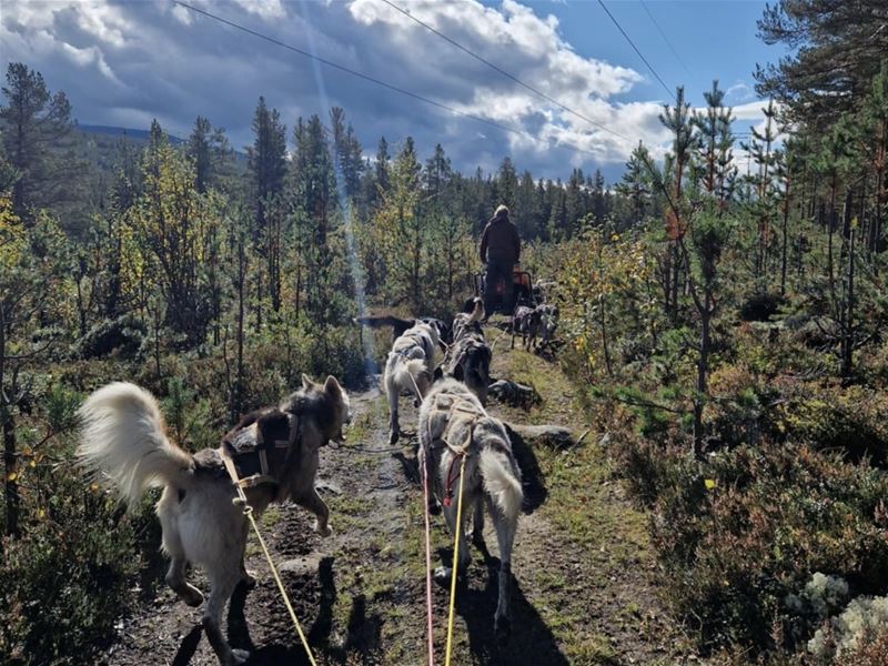 Dog sled team on a trail in forest and mountain landscape