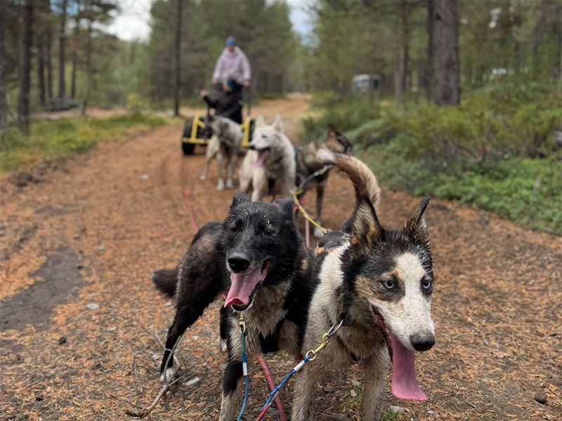 Close-up of dog sled team running on a forest trail