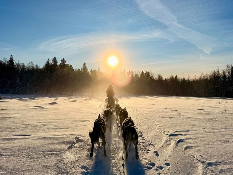 Dog sled team on snowy open terrain in low sunlight