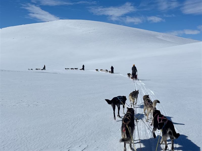 Dog sled team crossing a snow-covered mountain area