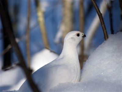 Ptarmigan in the snow