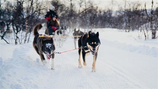 Huskier som drar sleden
