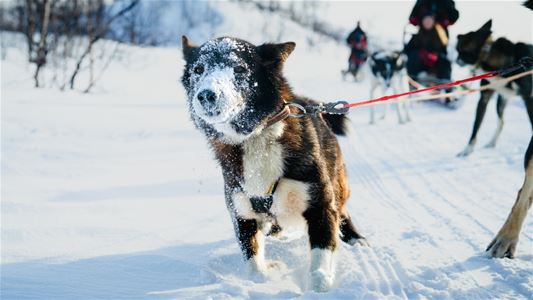 Husky med snø i ansiktet
