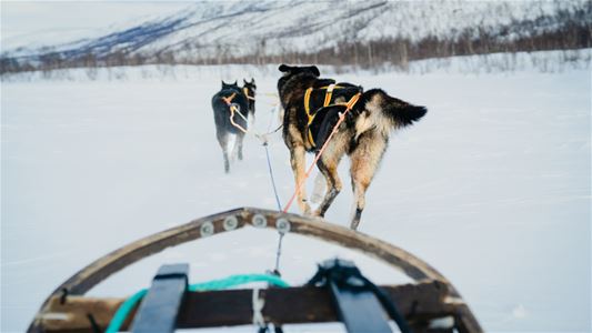 Huskier som trekker sleden