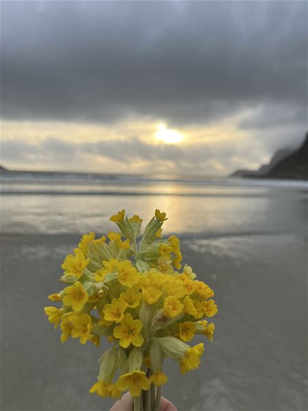 Ein bukett gule blomar i forgrunnen på ei strand, med hav og solnedgang under mørke skyer i bakgrunnen i Hoddevik..